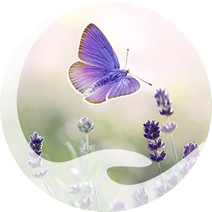 Schmetterling und Lavendel - Traumaberatung in Ingolstadt