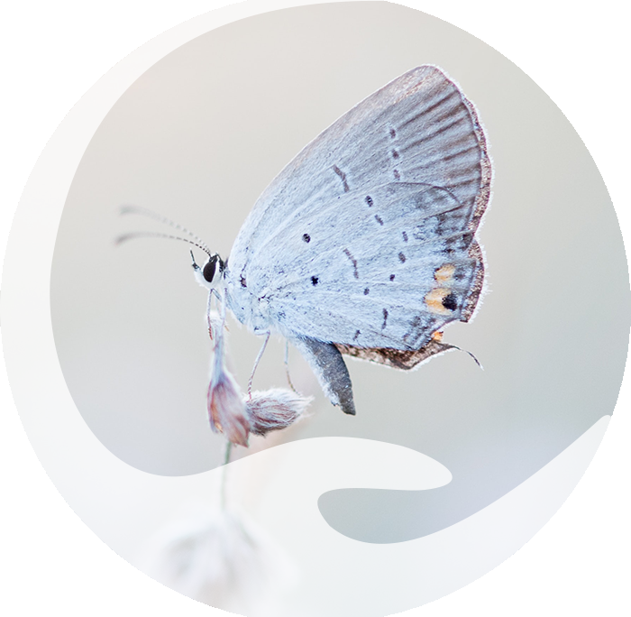 Schmetterling - Wege in die Achtsamkeit von Imke Mulmann
