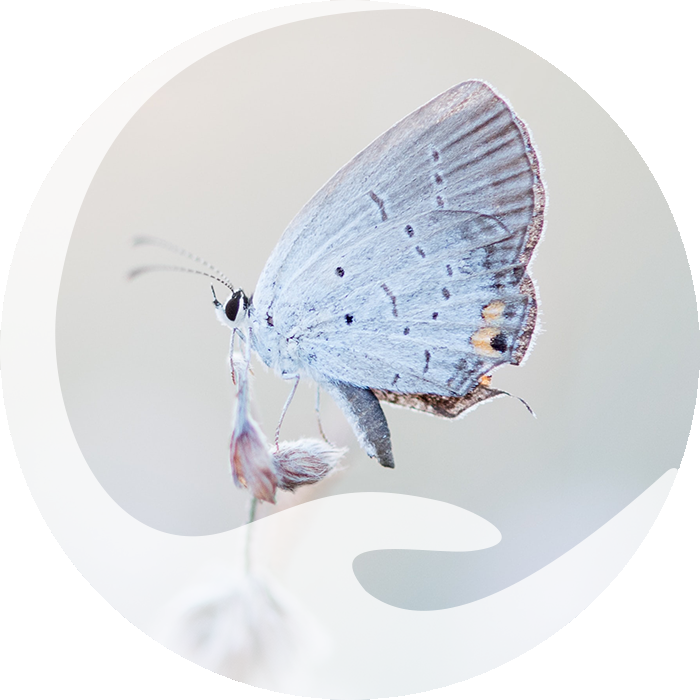 Schmetterling - Wege in die Achtsamkeit von Imke Mulmann